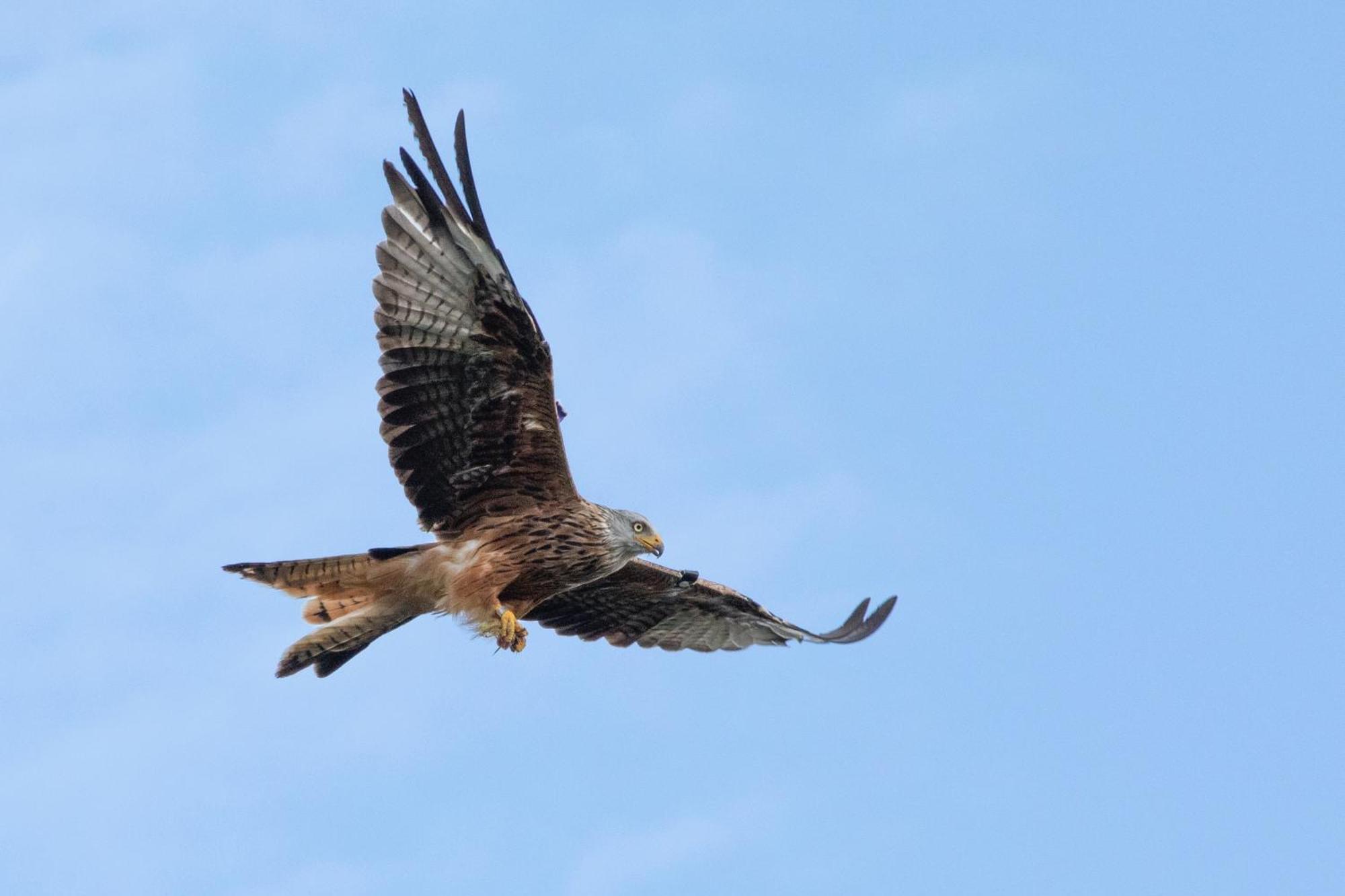 Little Kestrel Cabin Pennal 外观 照片
